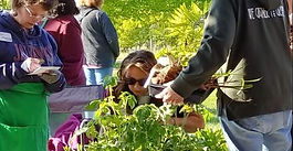 Behind the Plant Sale