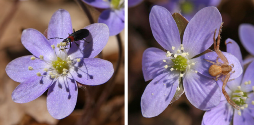 Hepatica
