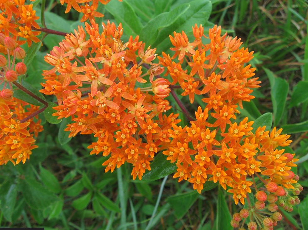 Butterfly Weed