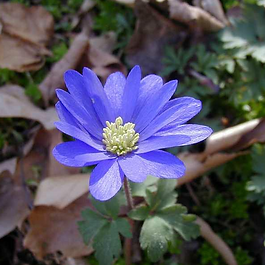 Perennials