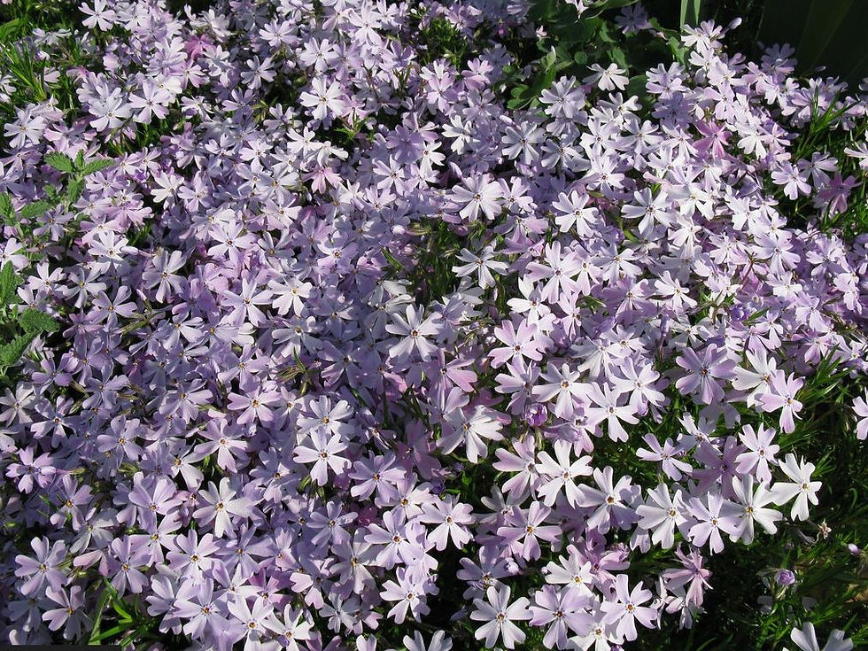 Creeping Phlox