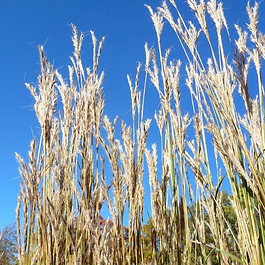 Perennials