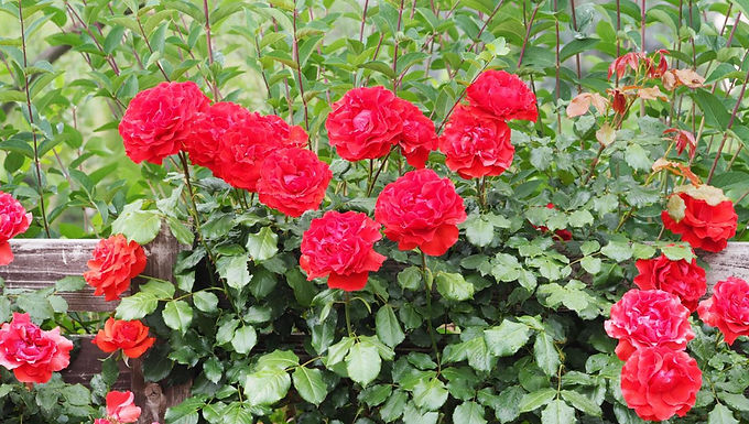 Grow Beautiful, Healthy Roses in Minnesota