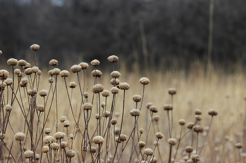 Wild Bergamot seed heads