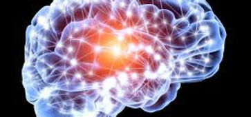 cerveau