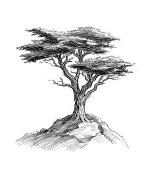 Drawing of the Lone Cypress tree on a rocky coastline in Pebble Beach, California
