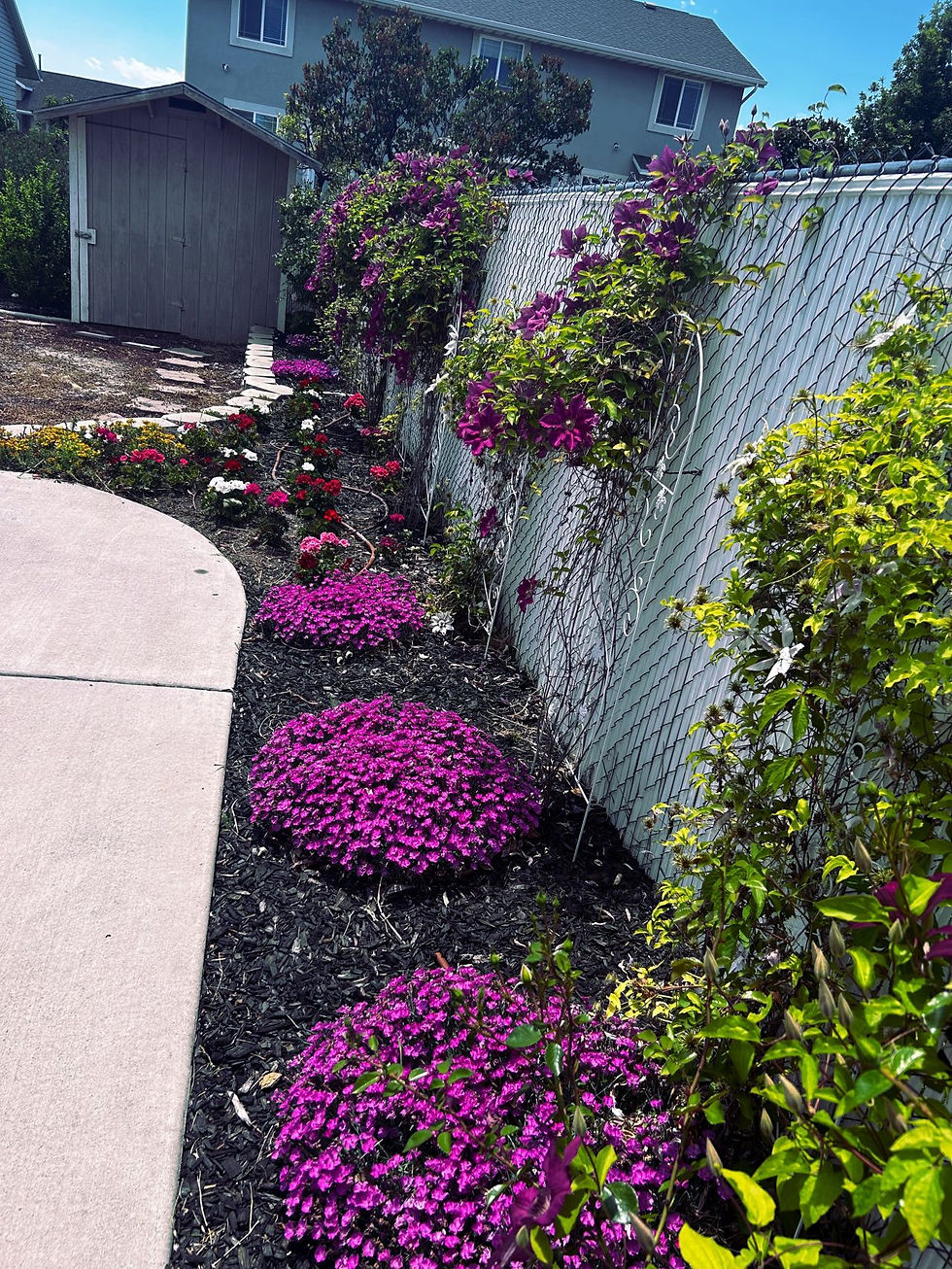 photo of purple dianthus for easy summer perennials blog