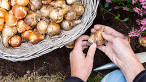 Guide to Spring-Planted Bulbs