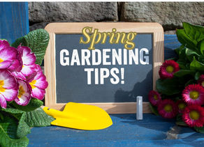 🌱 Spring Garden Cleanup & Prep Tips