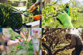 Late Winter is the Time to Prune Trees