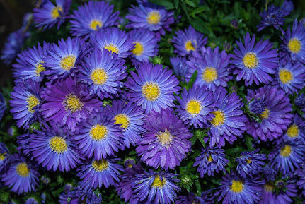 Asters & Arsenic: A Patrice Summers Mystery Chapter One: I Wasn't Always a Green Thumb