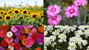 Maximizing Blooms in Minimal Space: Top Annuals for Narrow Gardens 🌸🌻