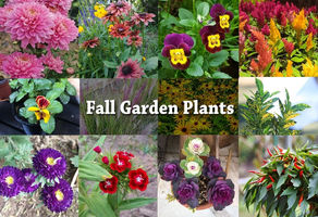 Copy of Fall Planting Prep: Time to Get Cozy with Bulbs and Pots!