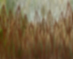 Iron Leaves by Chris Parvin_Third_Club Section