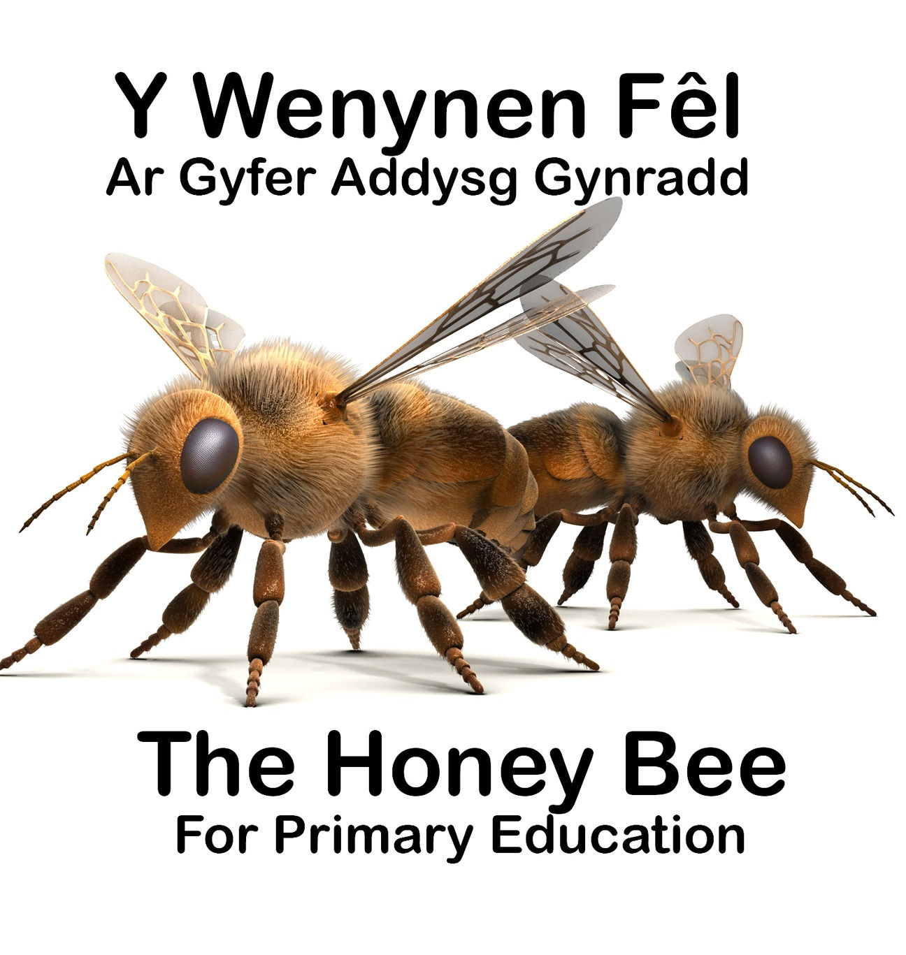 'The Honey Bee' Activity Book & bilingual DVD