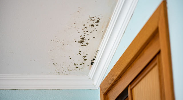 91301 CALABASAS, LOS ANGELES - MOLD DAMAGE INSURANCE CLAIMS ADJUSTERS Los Angeles, Southern California - California Public Claims Adjusters. Call 949-991-4053 Trusted Insurance Claim Management Company serving Residential and Commercial Clients in and around Los Angeles County, Inland Empire, Santa Barbara County, Ventura County. We also offer Insurance Claim Public Adjusting Services such as Fire Damage, Water Damage, and Mold Damage.