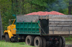 Truck full of Cranberries
