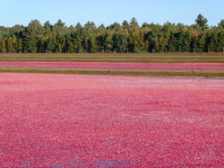 Cranberries floating