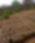Rows of handmade mud bricks drying in an outdoor field.