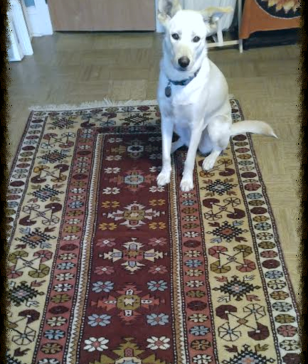 The Story of the Rug