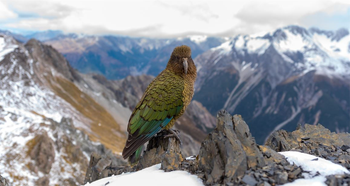 Kea parrot on top of Avalanche Peak