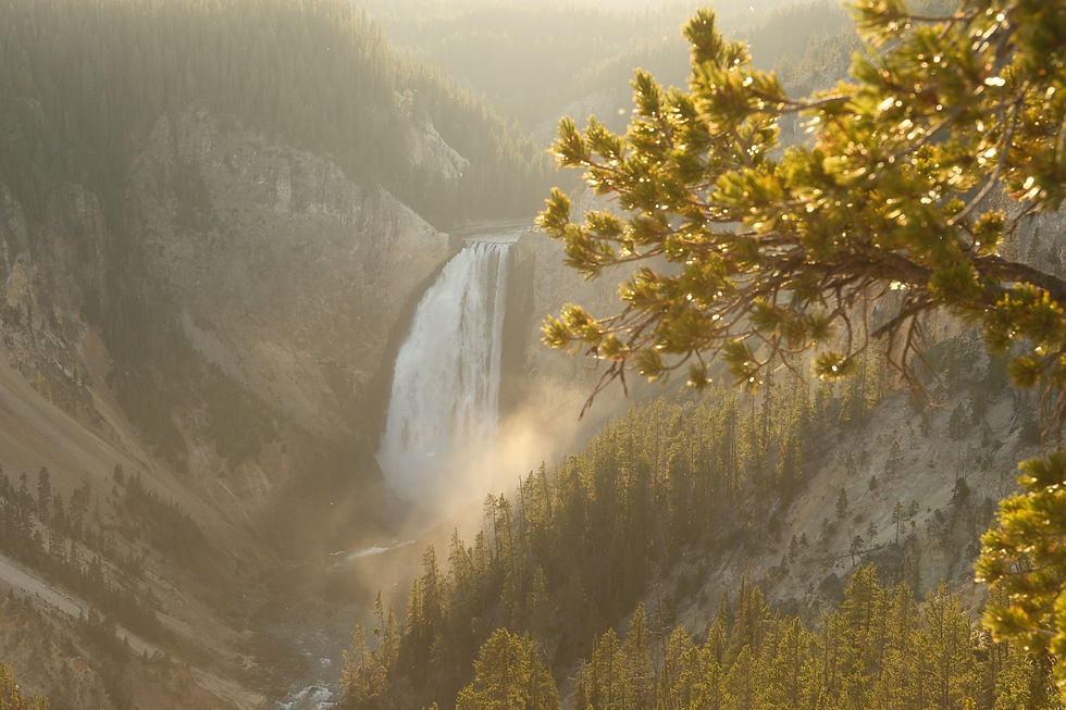 Waterfall cascading in a misty canyon, surrounded by green forests. A pine branch in the foreground adds depth. Warm, hazy lighting.