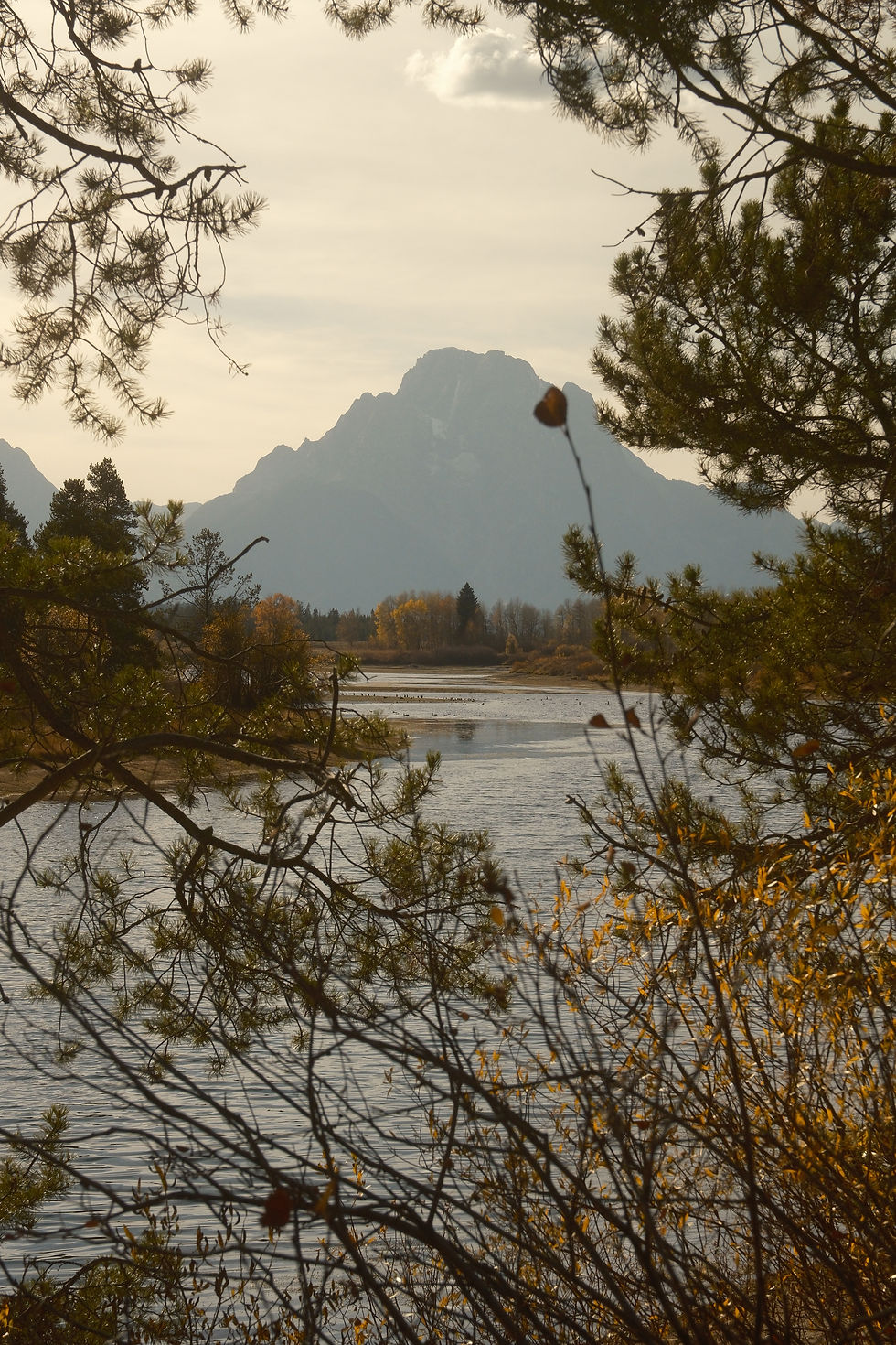 Mountain view framed by pine branches, serene river in foreground, autumn trees in background. Soft, warm hues create a tranquil mood.