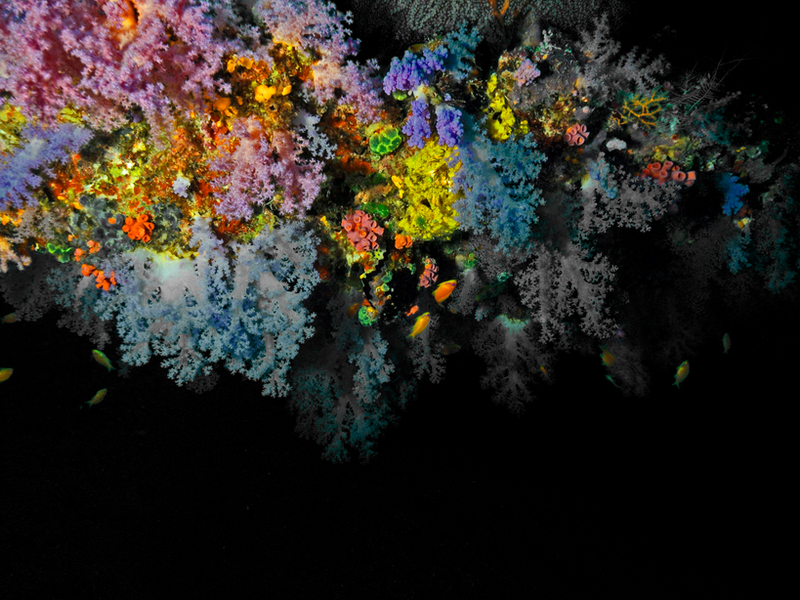 Vibrant soft coral reef in South Malé Atoll