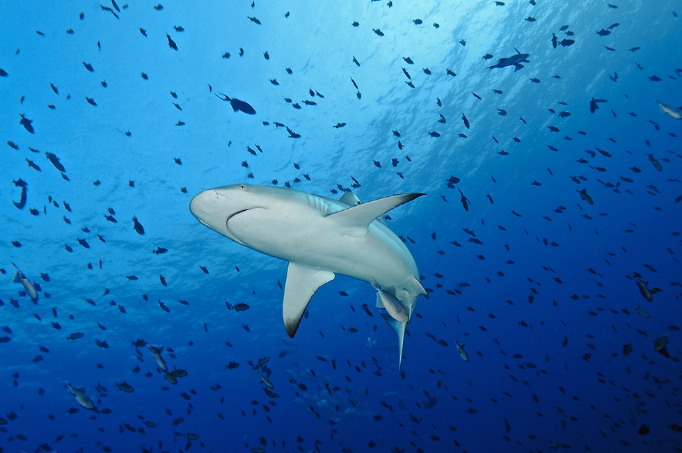 shark3.png
