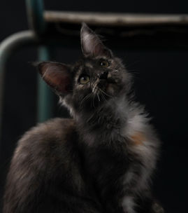 Photo professionnelle chat studio