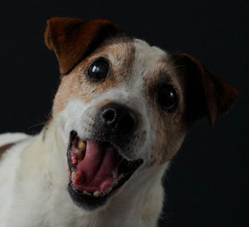 Photo professionnelle chien studio