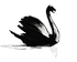 Black Swan_edited.png