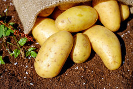 COMO COSECHAR PAPAS EN TU CASA