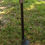 Thumbnail: Yard Stake