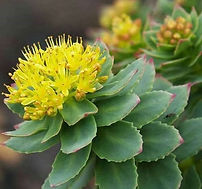 rhodiola