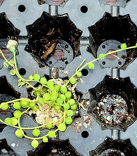 Citizen Growers | Flyleaf Succulents