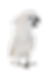white-cockatoo-studio.png