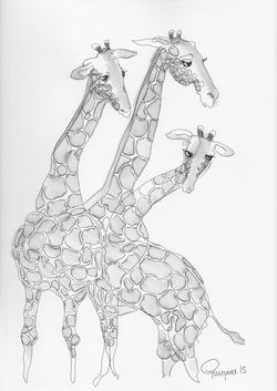 Giraffes