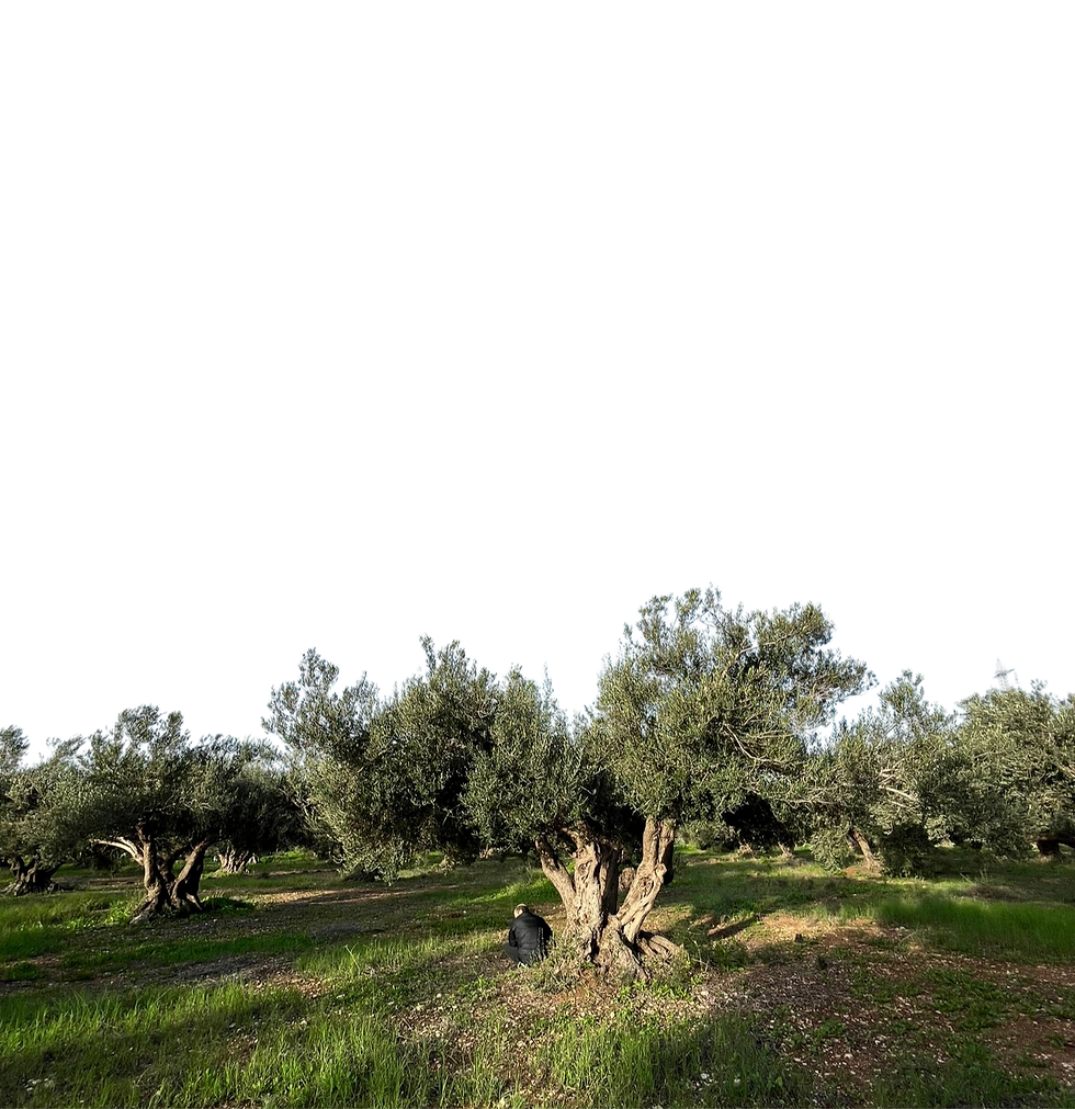 Untitled design (9)_edited.png