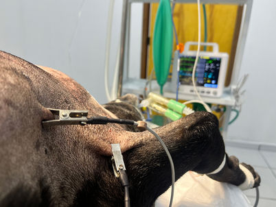 Chachorro passando por cirurgia na clínica veterinário 24 horas em São Paulo Vetlike