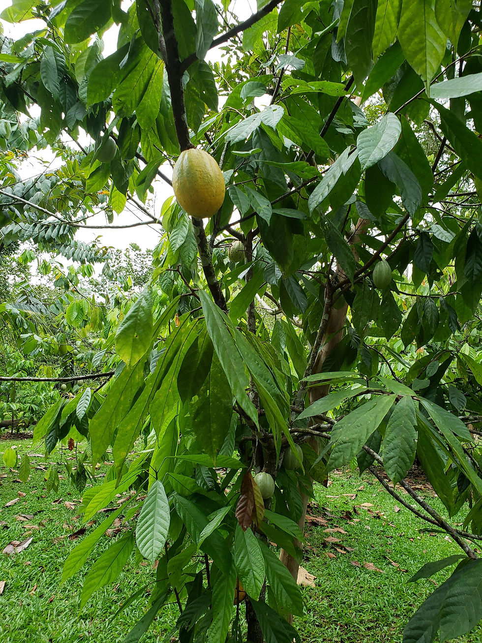 A single ripe yellow cacao pod hanging from a branch amid glossy green cacao leaves in a lush tropical setting.