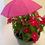 Thumbnail: Plant Umbrella's