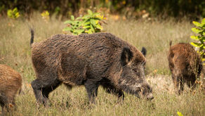 Infestação de javalis preocupa produtores de Água Doce e região