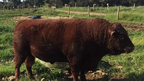 Touro é arrematado por R$ 48 mil em Água Doce - Leilão movimenta mais de R$ 1 milhão