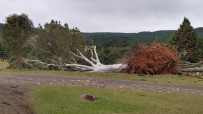 Água Doce recebe autorização para uso da madeira das 2 mil árvores derrubadas por ciclone