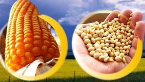 Falta de chuva faz produtores de Água Doce perderem 15% da safra