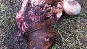 Polícia Civil investiga prática de abigeato em fazenda de Água Doce