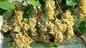 Piwi: Água Doce faz parte de projeto piloto de melhoramento genético na produção de novas variedades