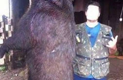 Javalis gigantes assustam Água Doce e região