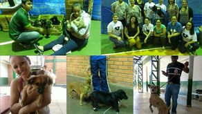 Mutirão realizado neste domingo (03), castra 185 animais em Água Doce